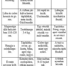Vízimadarakról játékosan